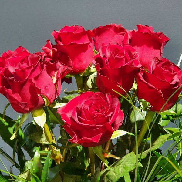 Rote Rosen Premium Bild 1